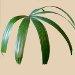 Fiche du  palmier bambou ou palmier chinois