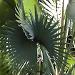 Le palmier de Bismarck aux feuilles argentées