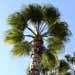 Fiche du  palmier de Californie