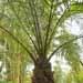 Un palmier d'intérieur, le phoenix roebelenii