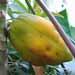Un fruit tropical: la papaye