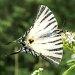 Identification des papillons les plus communs en France: identification