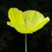 Rocaille fleurie: le meconopsis ou pavot jaune