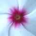 Une vivace fleurie: la pervenche de Madagascar