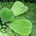 Plante aquatique tropicale: le pistia