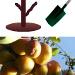 Plantation des arbres fruitiers (amandier, abricotier, poirier, pommier, pêcher...)