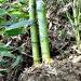 Diviser et planter un bambou