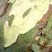 Un arbre à l'écorce remarquable: le platane