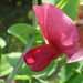 Une plante grimpante fleurie: le pois de senteur