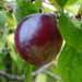 Un arbre fruitier: le prunier 