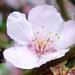 Un arbuste fleuri: le prunus tomentosa