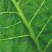 Une plante légume: le raifort (racine forte)Une plante légume: le raifort (racine forte)