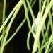 Un cactée épiphyte: le rhipsalis