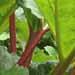 Une plante comestible: la rhubarbe