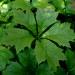 Une plante semi-aquatique: le Rodgersia