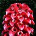Une fleur tropicale: la rose de Malaisie