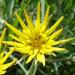 Une plante fleurie: le salsifis