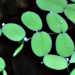 Une plante aquatique flottante: la salvinia