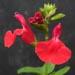 Une plante rustique: la sauge rouge: salvia grahamii