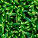 Une petite plante vivace et couvre-sol: le scleranthus