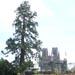 Un arbre remarquable: le séquoia géant