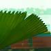 Une belle plante verte: le palmier licula