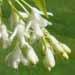 Un arbuste fleuri: le staphylea colchica