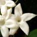 Grimpante d'intérieur fleurie: le stephanotis