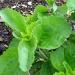 la stévia ou plante à sucre est une plante qui contient des édulcorants naturels, culture, multiplication et entretien ...