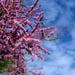 Un arbre à fleurs roses: le tamaris