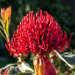 Des arbustes aux fleurs remarquables: les Telopea