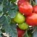 la tomate est sans doute la plante la plus cultivée au jardin potager