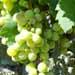 Les grappes de raisin sur une vigne: une bonne taille et une surveillance de la maladie