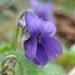 Une vivace fleurie: la violette