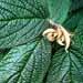 Un arbuste de haie: la viorne ou viburnum