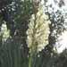 Une plante rustique: le yucca
