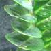 Une plante d'intérieur: le zamioculcas