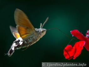 Le moro-sphinx est un drôle de papillon à longue trompe et au vol stationnaire lui donnant une allure de colibri