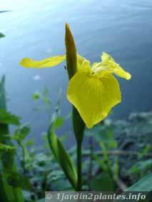 photo de fleurs d'iris aquatique début Juin