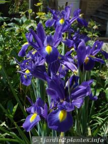 photo de fleurs d'iris de Hollande début Juin