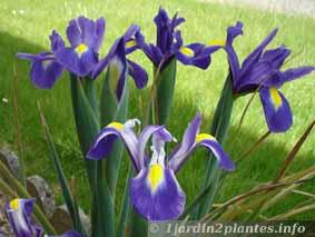 comment planter iris de hollande