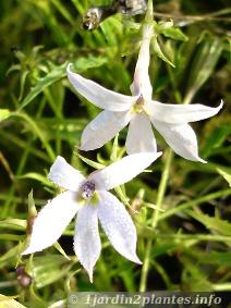 fleurs blanches (Octobre)