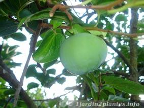 kaki en formation: le fruit sera mûr lorsque le plaqueminier aura perdu ses feuilles