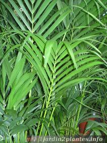 Très souvent proposé en jardinerie, le kentia est un joli palmier très décoratif