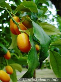 fruit du kumquat au printemps