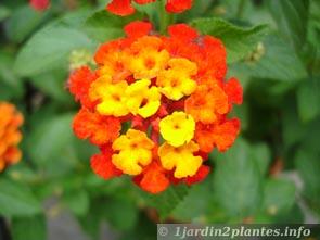 Fleurs jaune,orange et rouge, variété la plus répandue