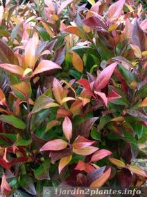 En milieu d'automne, ce leucothoe faontanesiana change de couleur: les feuilles prennent des teintes rouge, violet puis cuivré.