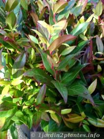 En automne, le leucothoe fontanesiana scarletta commence à changer de couleur
