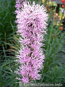 Détail de fleur de liatris. On l'appelle aussi plume du Kansas car elle a un aspect très léger