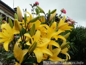Jolies fleurs jaune en début d'été dans le Sud-Ouest